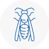 Wandsworth Town Wasp Nest Removal